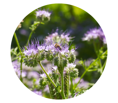 Blue Tansy Essential Oil For Cheap