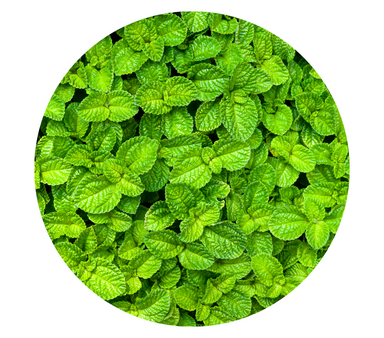 Bergamot Mint Essential Oil Online Sale