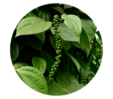 Black Pepper Essential Oil For Cheap