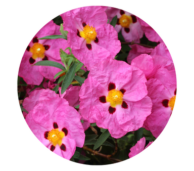 Rockrose Essential Oil Online