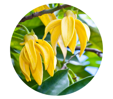 Ylang Ylang Essential Oil Online now